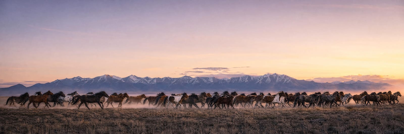 The Long Procession — an ultra-wide panoramic photograph of about forty wild mustangs running parallel to the camera across a vast open plain at first cold dawn, hooves kicking up low golden dust, manes streaming, distant snow-capped mountains at the horizon. Cinematic Western panoramic fine art print by Maren Voss.